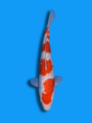 Ginrin Yondan Kohaku | Koi&Co.